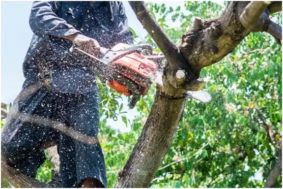 tree services Gladewater